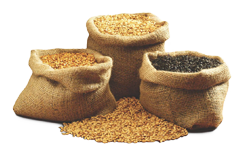 black pearl barley