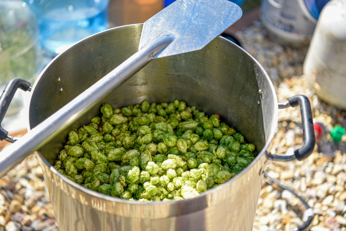 hops in a homebrew pot