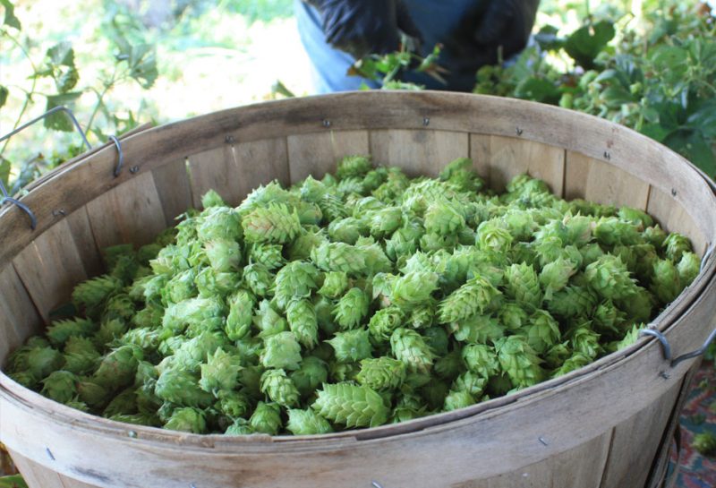 How To Grow Hops At Home American Homebrewers Association