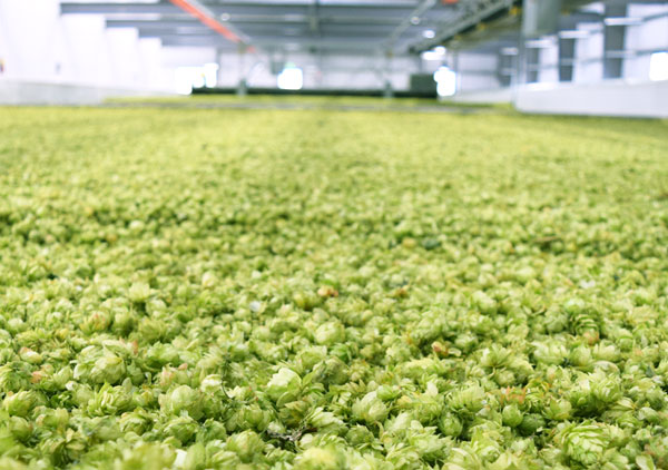 Tuesday Beer Trivia Growing Hops American Homebrewers Association